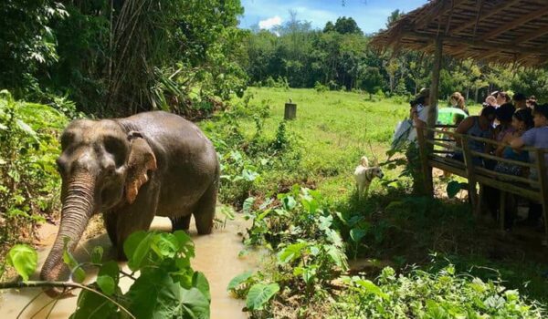 Phuket Elephant Sanctuary