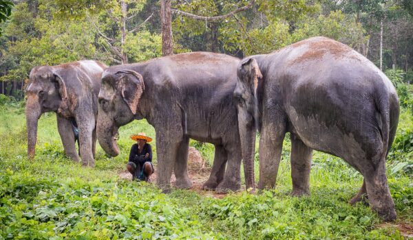 Phuket Elephant Sanctuary